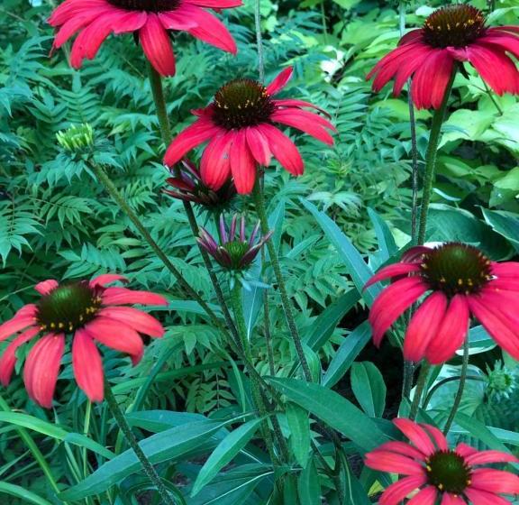 Cafe Restaurant B&b Burari