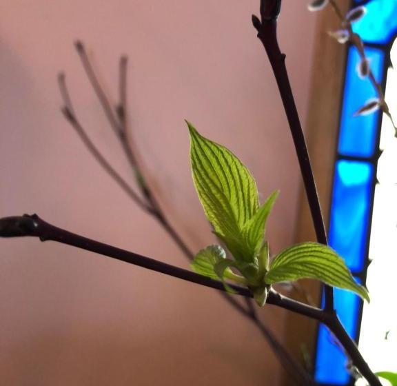 Cafe Restaurant B&b Burari