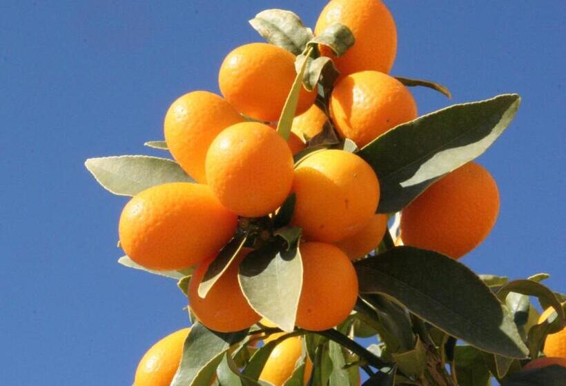 B&b Casa Rural Mas Del Rey