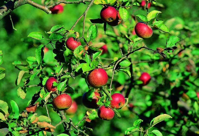 فندق La Posada Del Rey