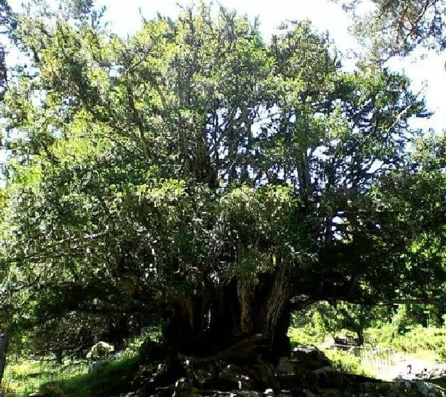هتل Posada El Campanario