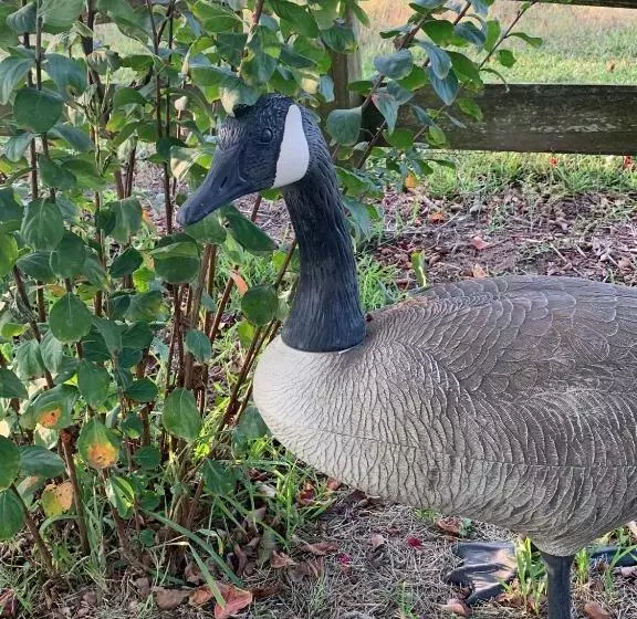 The Hoffmann Vacation Rental Bed & Breakfast