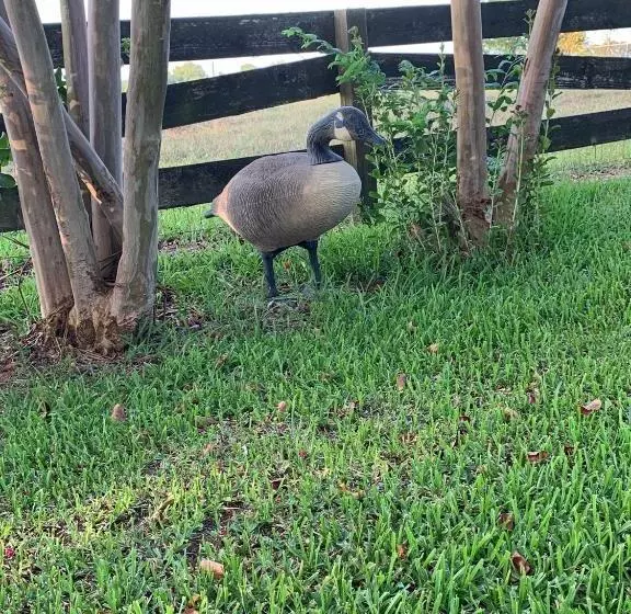 The Hoffmann Vacation Rental Bed & Breakfast