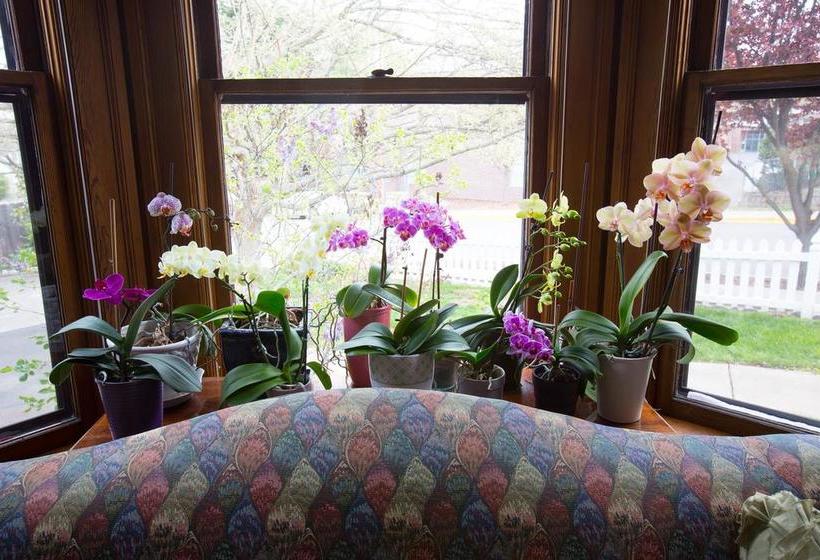 住宿加早餐  Iris Inn