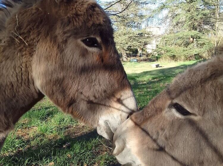 بنسيون Les Favouilles