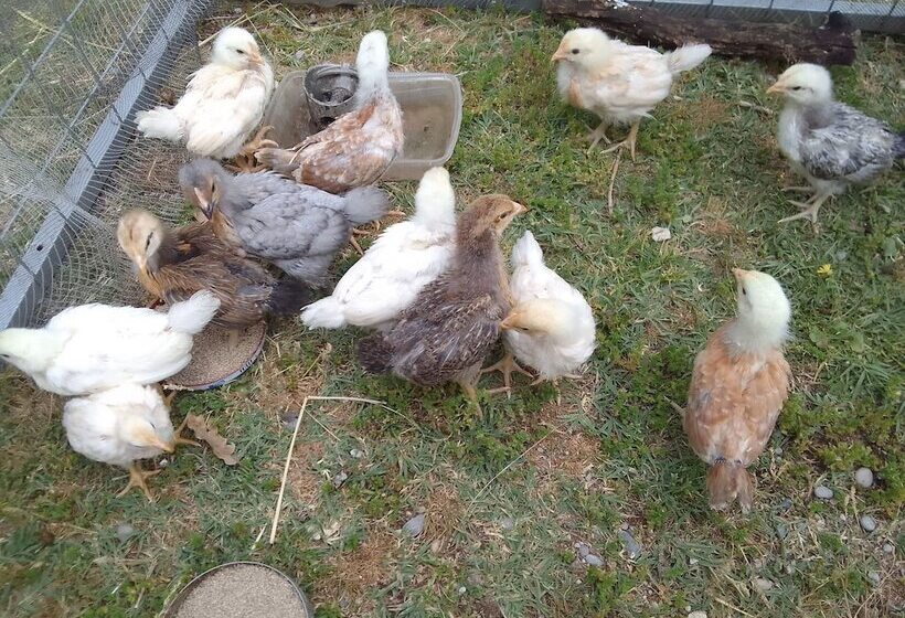 بنسيون Les Favouilles