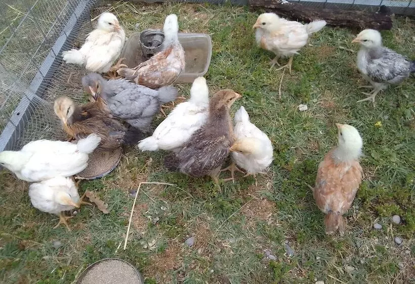 ペンション Les Favouilles