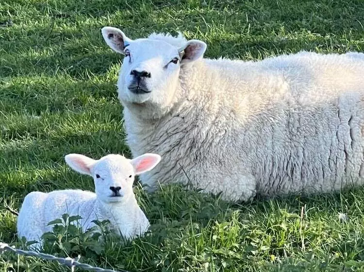 レジデンス Tranquil Elm Lodge Escape In Canterbury