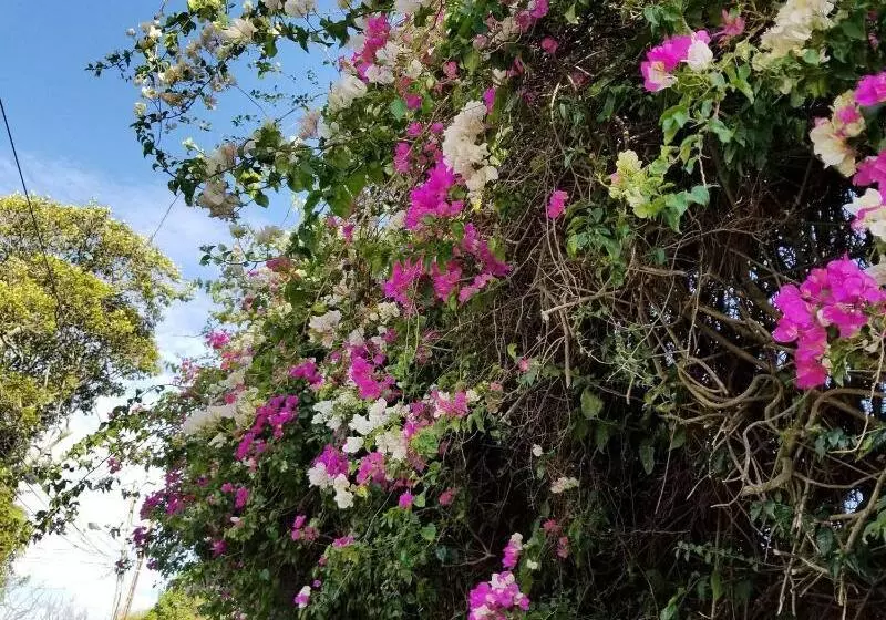 ユースホステル Monte Campana Escazu