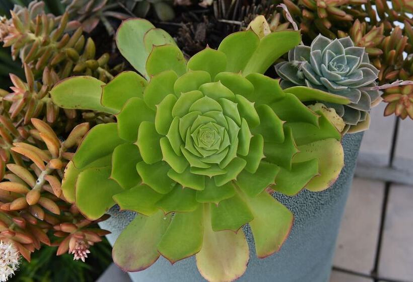 مبيت وإفطار Vilacqua Boutique Guest Villa