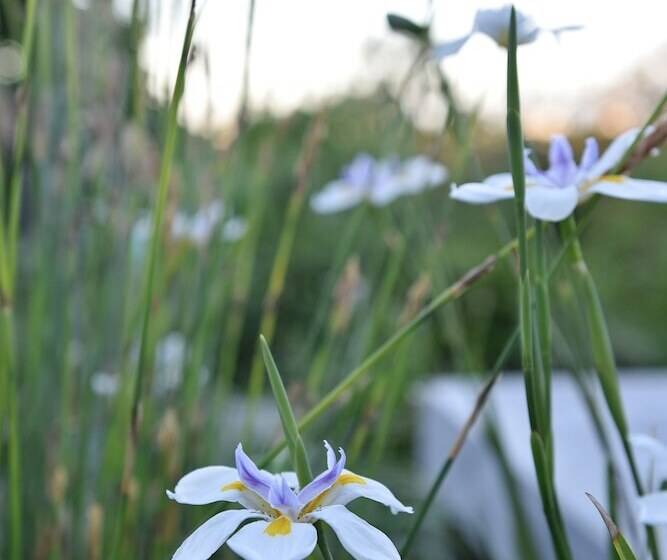 مبيت وإفطار Vilacqua Boutique Guest Villa