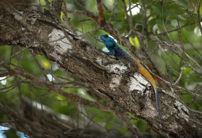 بنسيون Kosi Forest Lodge