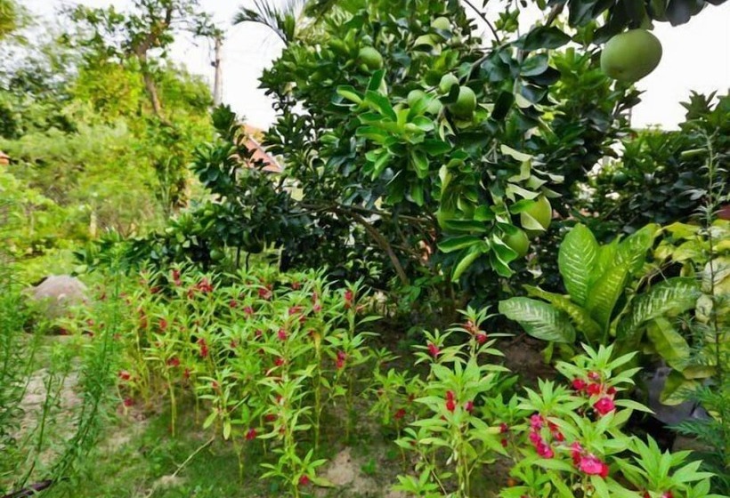 پانسیون Strawberry Garden Homestay