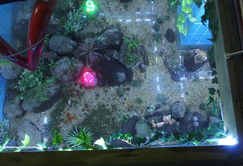 Hotel Black Rose House