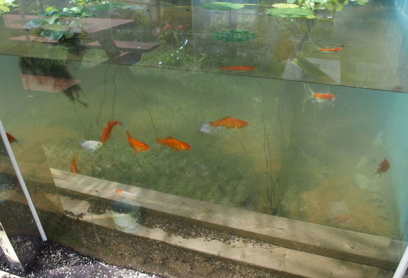 Hotel Black Rose House