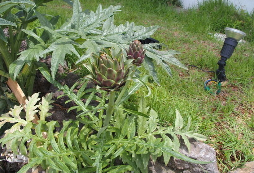 Hotel Black Rose House