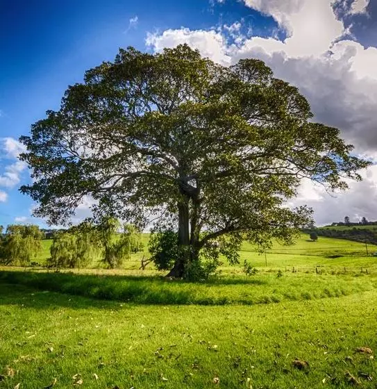 ベッドアンドブレックファースト Terragong 1858