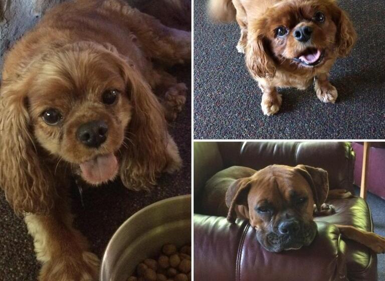 מוטל Aerie Inn Of Vermont