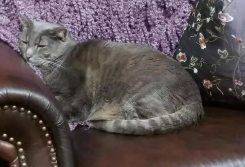 تختخواب و صبحانه Wikiup Hummingbird