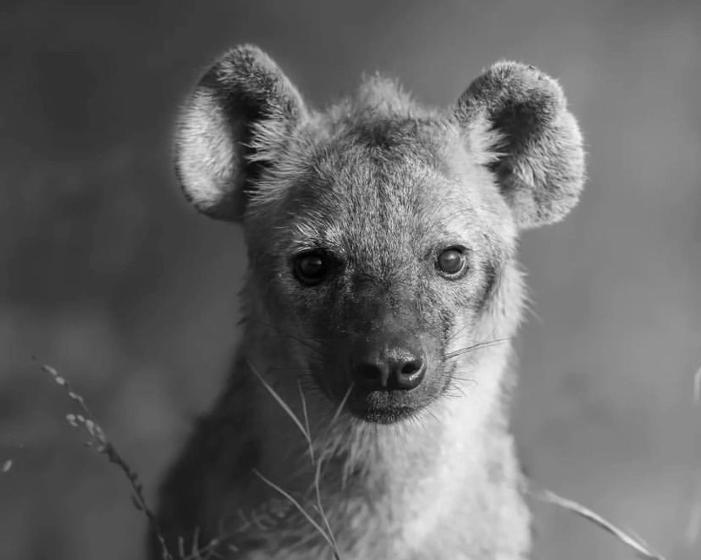 Пансион C Rane Guesthouse