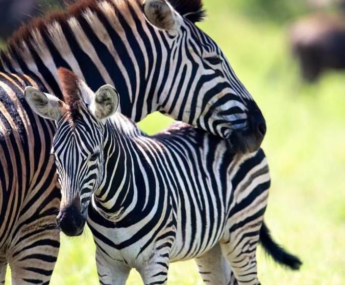 Pension C Rane Guesthouse