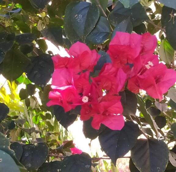 Hostel Pousada Vilhena