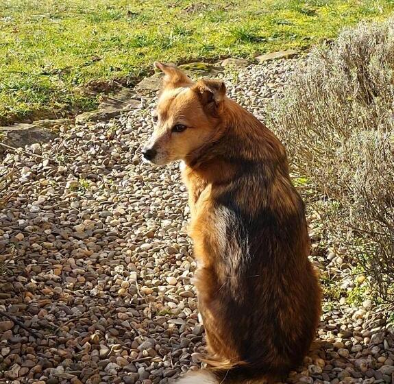 צימר Sometimes Zimmer Gehaichnishof 7born