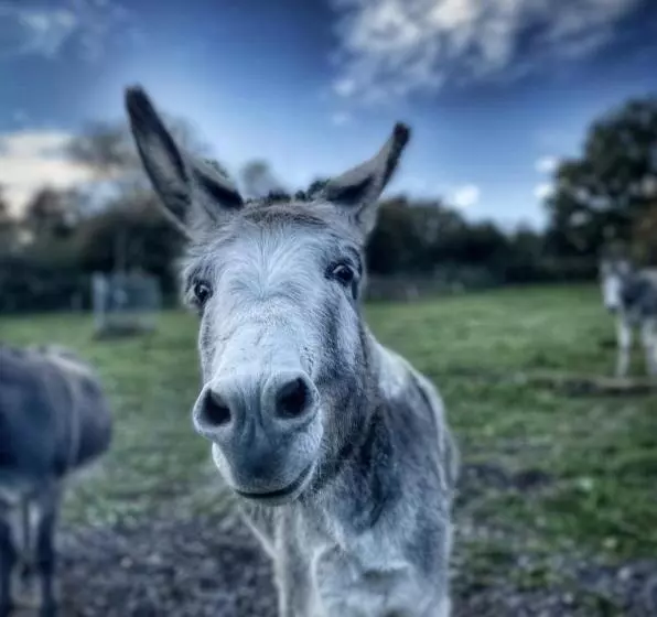 Aamiaismajoitus (B&B) Sometimes Zimmer Gehaichnishof 7born