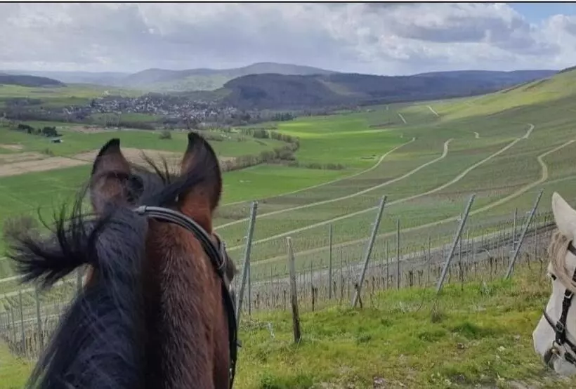 Aamiaismajoitus (B&B) Sometimes Zimmer Gehaichnishof 7born