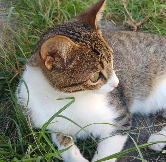 Silic Hostel Camping