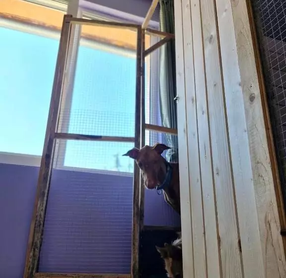 Dog Hotel Sunny Beach