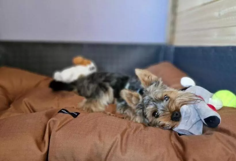 Dog Hotel Sunny Beach