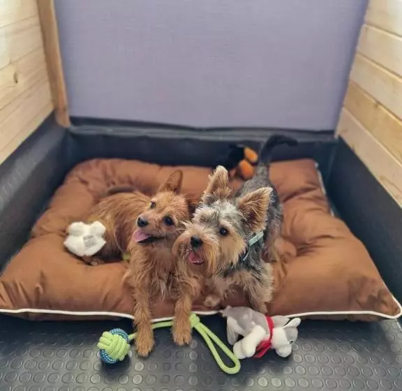 Dog Hotel Sunny Beach