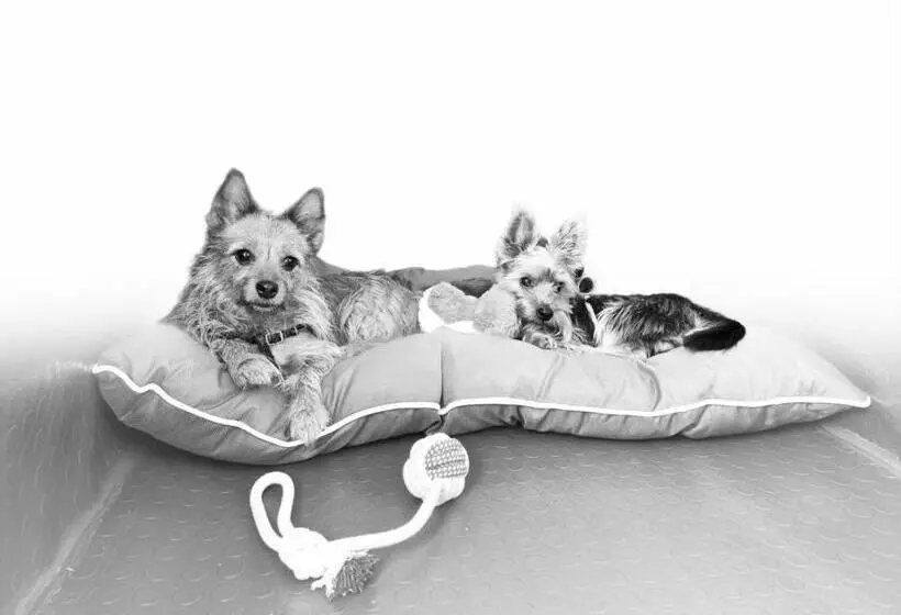 Dog Hotel Sunny Beach