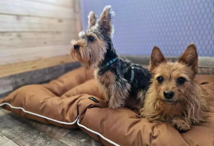 Dog Hotel Sunny Beach