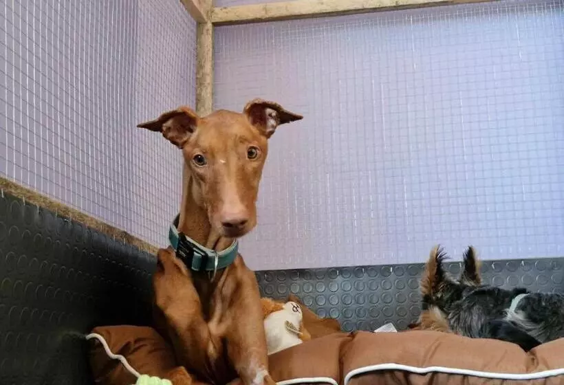 Dog Hotel Sunny Beach