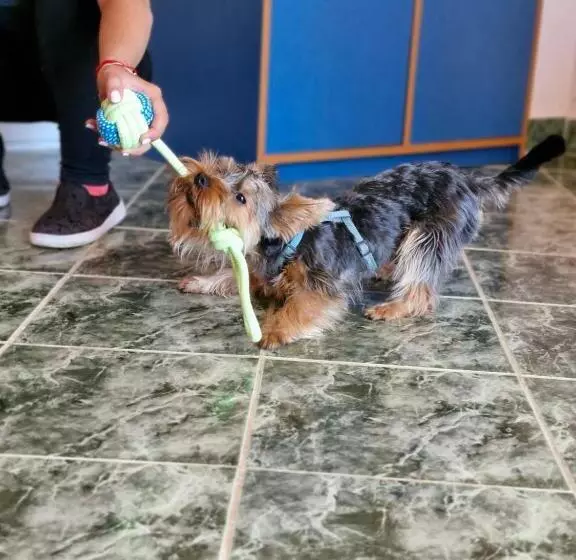 Dog Hotel Sunny Beach