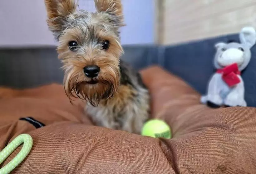 Dog Hotel Sunny Beach