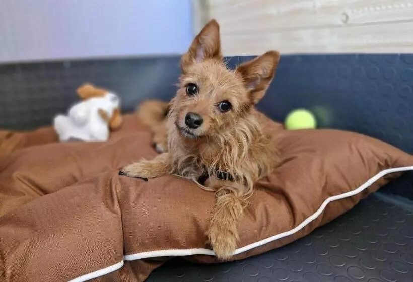 Dog Hotel Sunny Beach