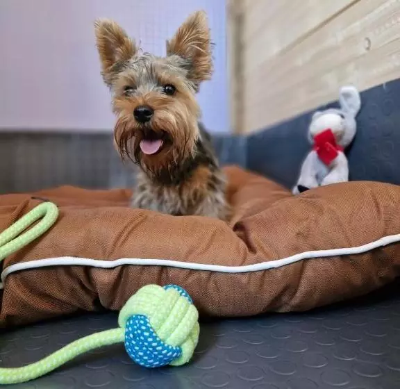 Dog Hotel Sunny Beach
