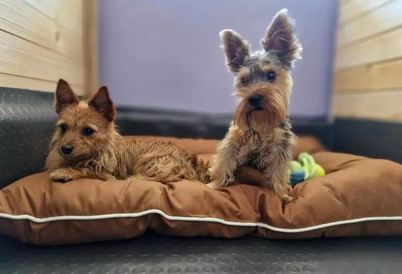 Dog Hotel Sunny Beach