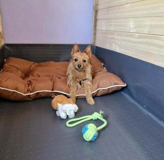 Dog Hotel Sunny Beach