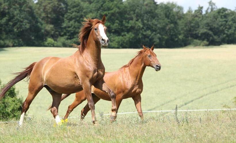 住宿加早餐  Logis De La Helberdière