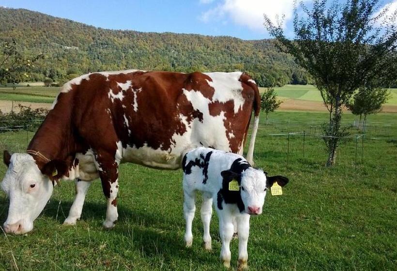 Bed and Breakfast Hôtel Gîte Rural à 3 Km De Delémont