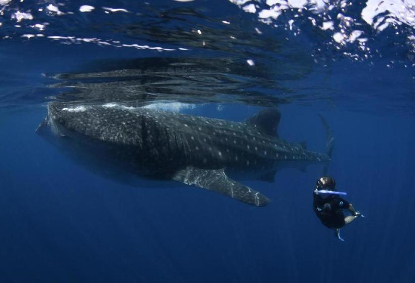 استراحتگاه El Milagro Beach Hotel And Marina