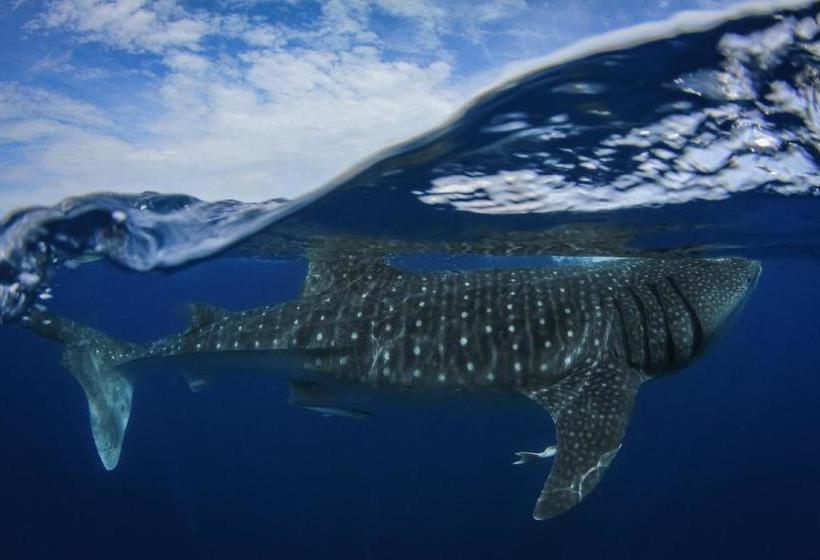 استراحتگاه El Milagro Beach Hotel And Marina