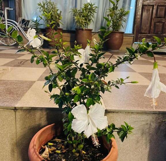 Hotel House Of Lights