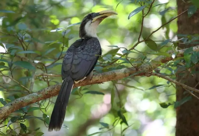 Hotelli Hornbill Forest Habarana