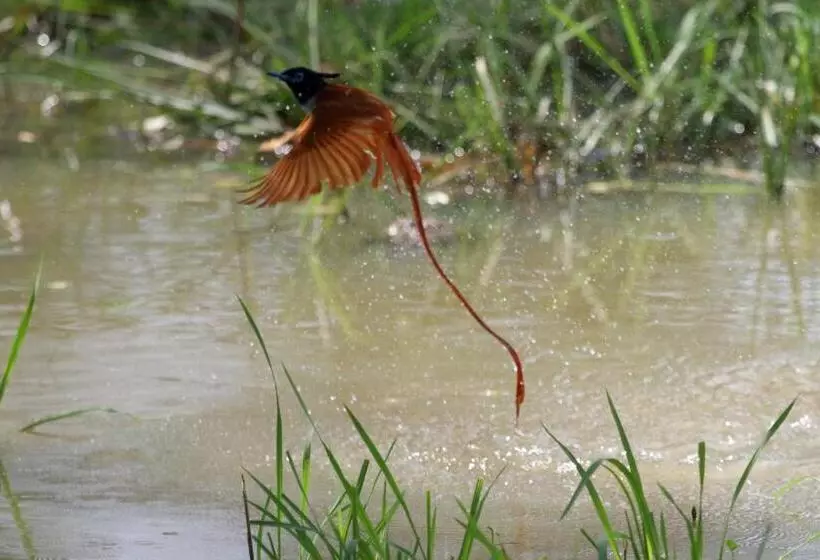 Hotelli Hornbill Forest Habarana