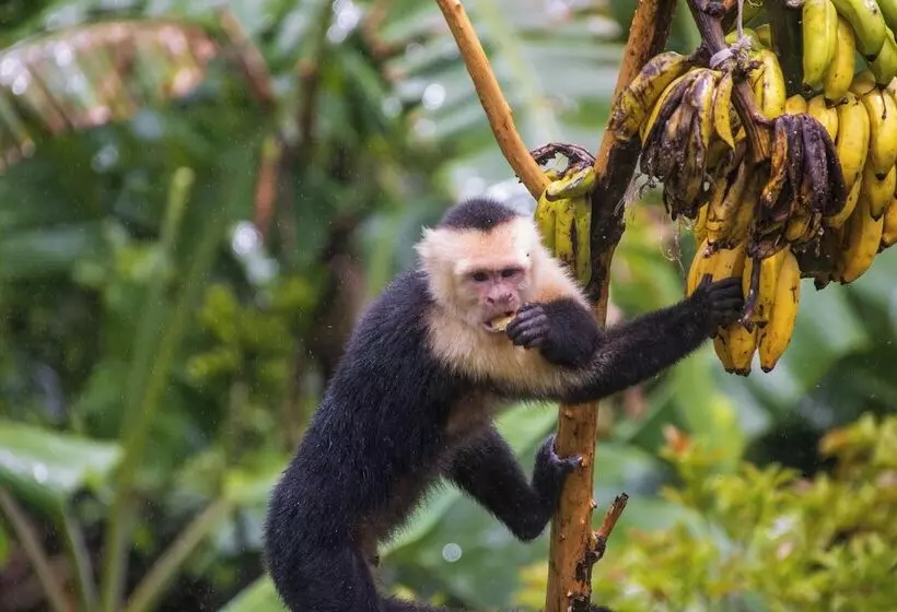 Aves De Tierras Altas
